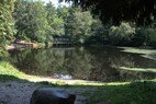 Vijver elfbergen juli 2